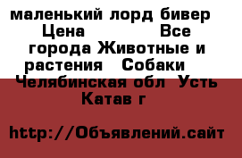 маленький лорд бивер › Цена ­ 10 000 - Все города Животные и растения » Собаки   . Челябинская обл.,Усть-Катав г.